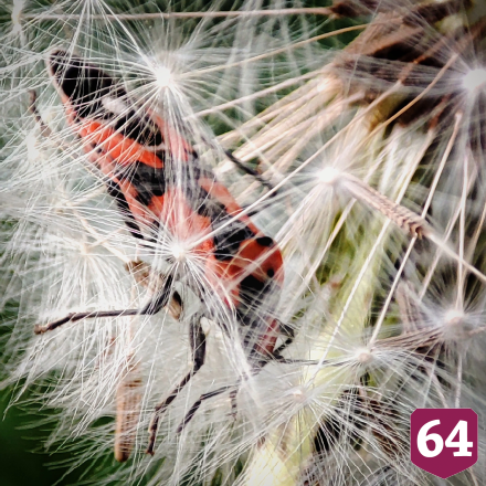 Саратовец показал эффектных насекомых Кумысной поляны 