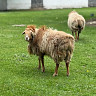 Саратовские фермеры скрывали 182 незарегистрированных овцы